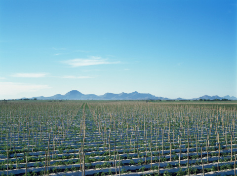 Large tomato plantation with mountains and a clear sky in the back.