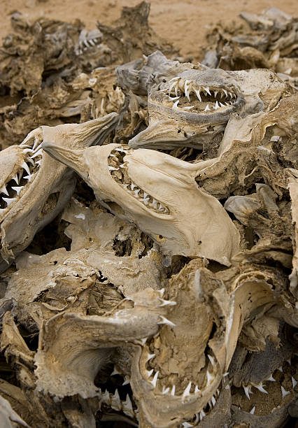 istock Shark cemetary in Baja California 152942037