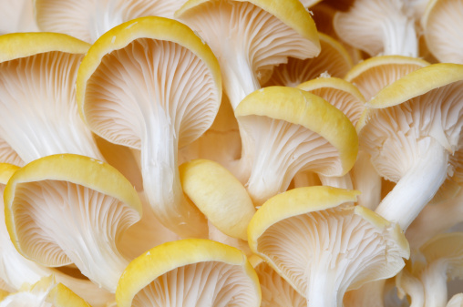 Macro view of a cluster of fresh yellow oyster mushrooms.