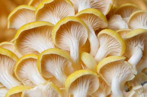 Side view closeup of a cluster of fresh yellow oyster mushrooms.