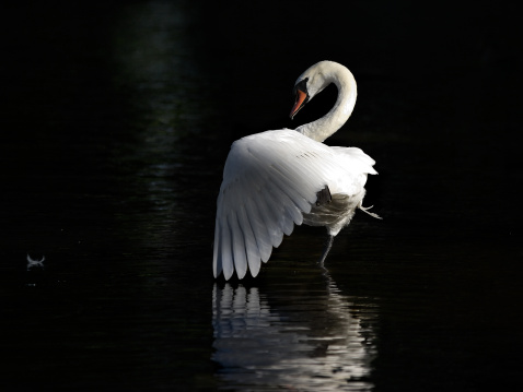 Mute swan on the forest lake in calm weather in fall.
