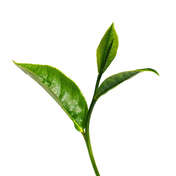 Green tea leaf with white background stock photo