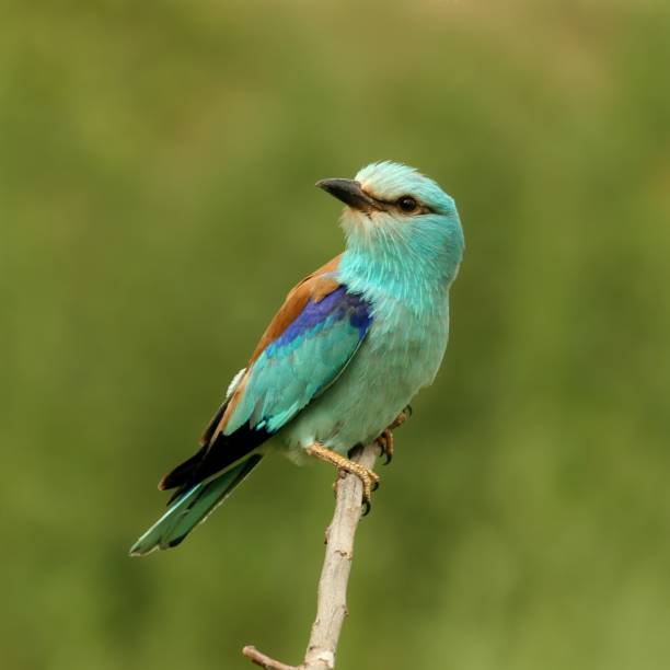 Cyan European roller lilac breasted roller stock pictures, royalty-free photos & images