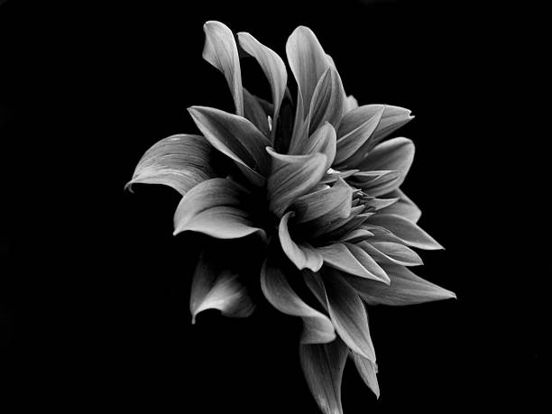 istock monochrome garden dahlia 152942408
