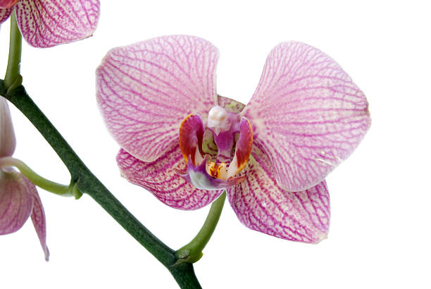 istock Close Up of Orchid Flower 152942828