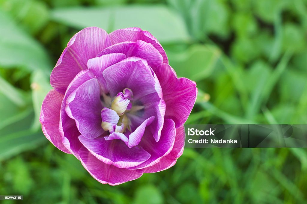 Фиолетовый пестрой тюльпан - Стоковые фото Без людей роялти-фри