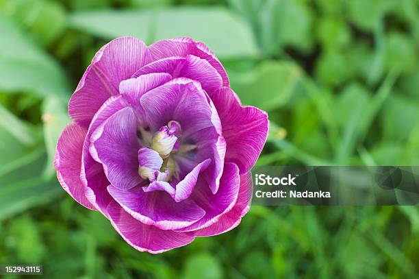 Фиолетовый Пестрой Тюльпан — стоковые фотографии и другие картинки Без людей - Без людей, Ботаника, Весна