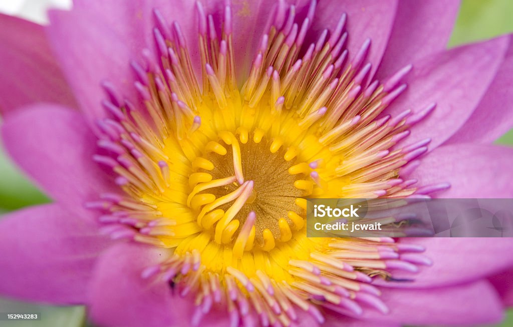 Colorful Flower The beautiful purple water lily Beauty Stock Photo
