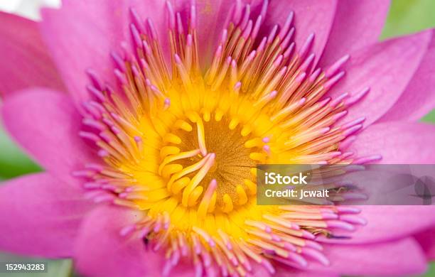 Colorful Flower Stock Photo - Download Image Now - Beauty, Beauty In Nature, Environment