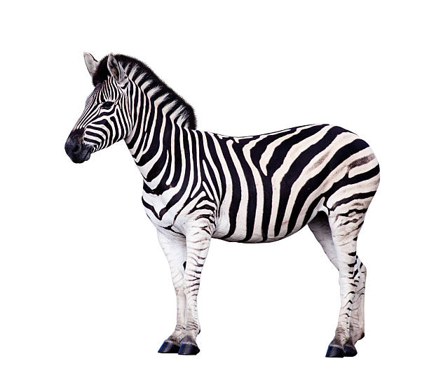 cebra - zebra fotografías e imágenes de stock