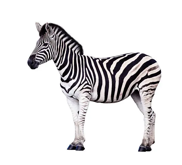Zebra isolated on White