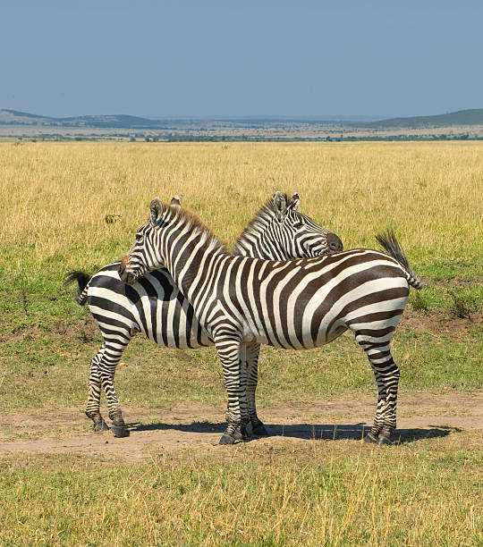istock two zebras, masai mara, kenya 152943626