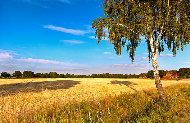 BETULLA sul bordo di un campo di maturo - foto stock