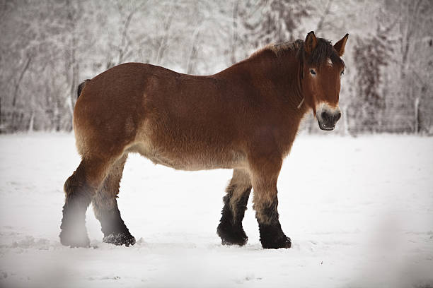 caballo de tiro belga - belgian horse fotografías e imágenes de stock