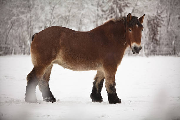 cheval de trait belge - belgian horse photos et images de collection