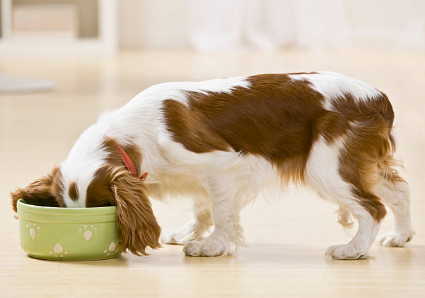 welpen essen - dog eating puppy food stock-fotos und bilder