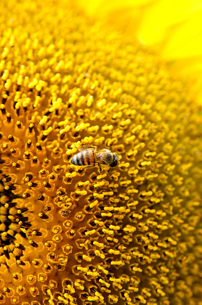 Bee on Sunflower stock photo