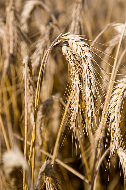 Prato campo di orzo - foto stock