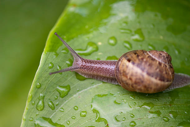 istock Snail moving in a Garden 152944958