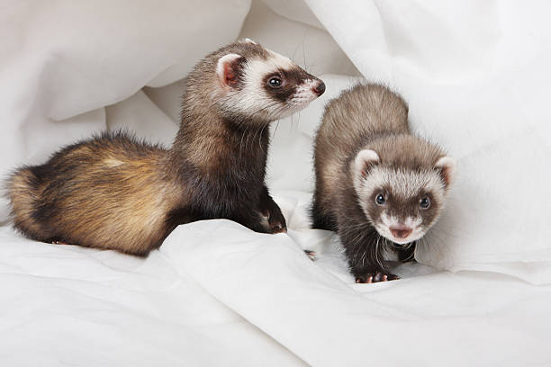 Two Ferrets Two Ferrets polecat stock pictures, royalty-free photos & images