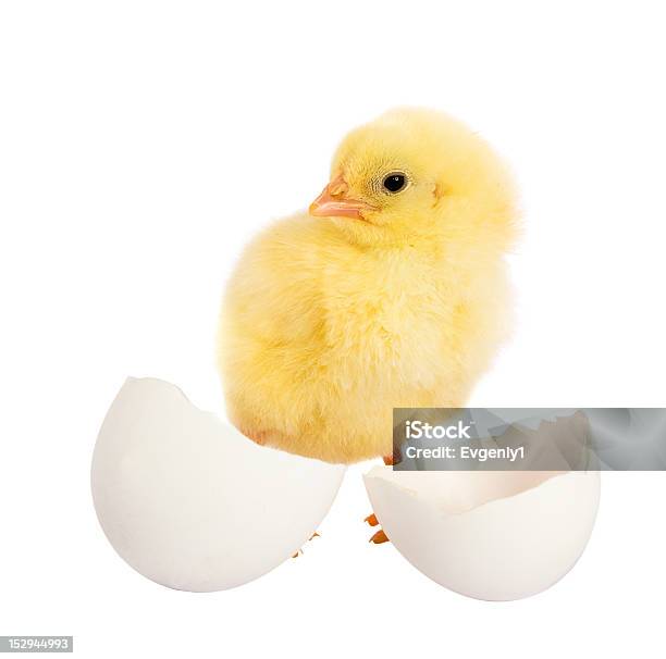 Kleines Huhn Stockfoto und mehr Bilder von Agrarbetrieb - Agrarbetrieb, Atelier, Ei