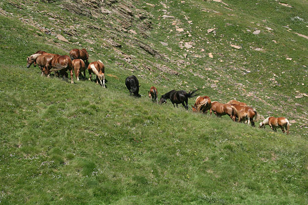 istock Horses On A Mountain Pasture 152945097
