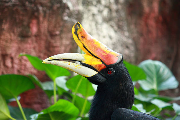 istock Rhinoceros Hornbill bird 152945233