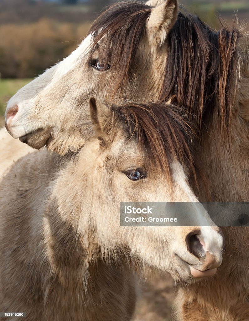 Hugs – zwei sehr ähnliche Ponys stehend genannt werden - Lizenzfrei England Stock-Foto