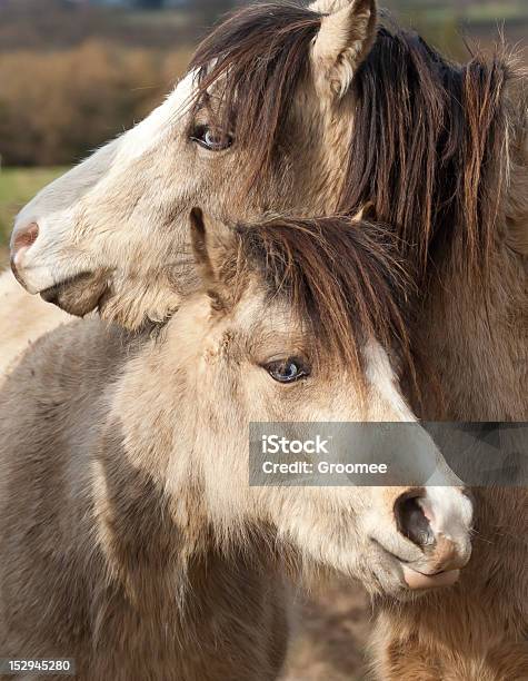 Hugs Zwei Sehr Ähnliche Ponys Stehend Genannt Werden Stockfoto und mehr Bilder von England