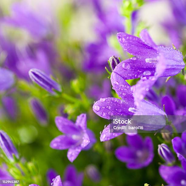 Hermosas Flores De Primavera Bell Foto de stock y más banco de imágenes de Campánula - Campánula, Cuadrado - Composición, Enfoque diferencial