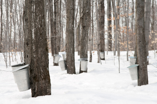 Maple syrup production. Pails used to collect sap of maple trees to produce maple syrup.