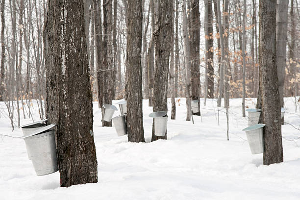 Maple syrup production stock photo