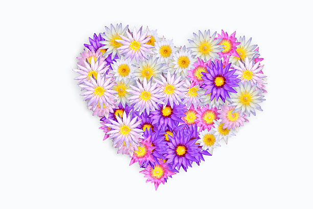 istock color of lotus. 152945668