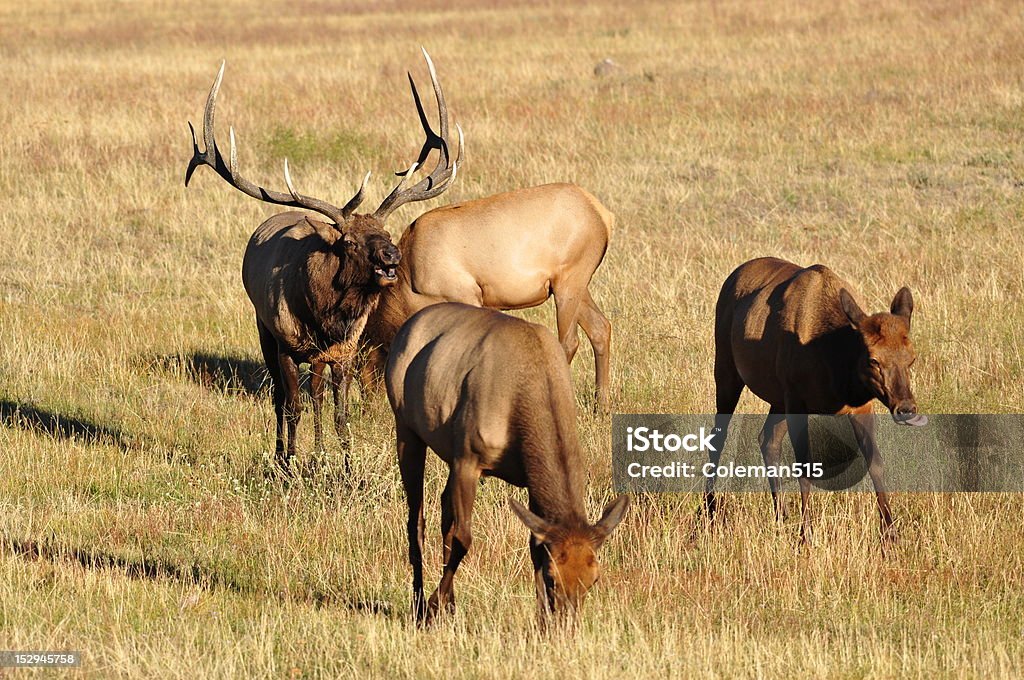 Yellowstone Bull Elk - Foto de stock de Aire libre libre de derechos