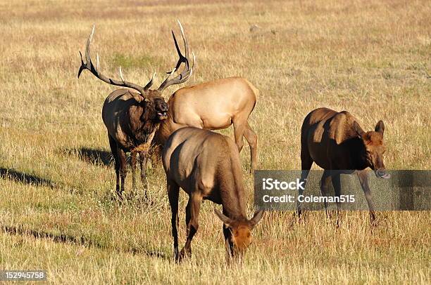 Yellowstone Bull Elk Foto de stock y más banco de imágenes de Aire libre - Aire libre, Alce, Animales salvajes