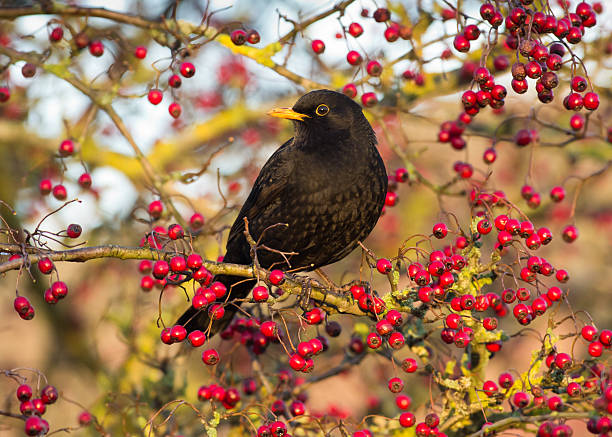 blackbird e frutas vermelhas - hawthorn berry fruit common fruit - fotografias e filmes do acervo