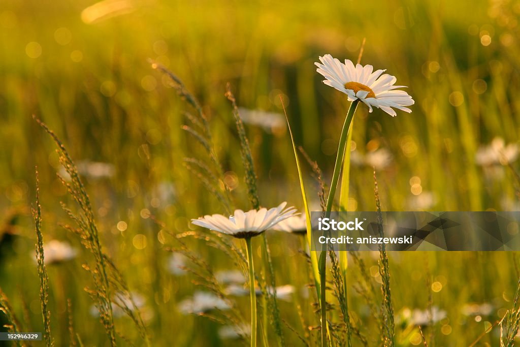 Daisy à l'aube - Photo de Anthémis libre de droits