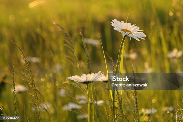 Photo libre de droit de Daisy À Laube banque d'images et plus d'images libres de droit de Anthémis - Anthémis, Arbre en fleurs, Aromathérapie