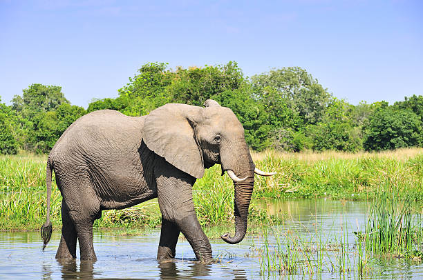 African Elephant in Murchison Falls National Park, Uganda