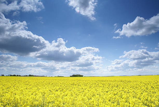 Rape field stock photo