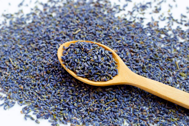 istock Dried lavender flowers on white background. 1529473646