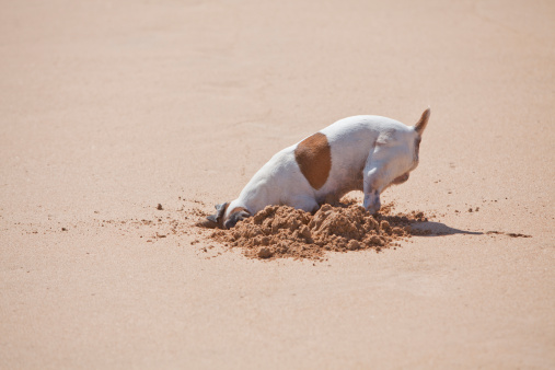 Dog digging a hole in the sand on the beach