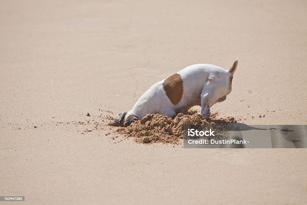 Where did I put it? Dog digging a hole in the sand on the beach Dog Stock Photo