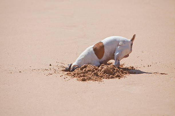 Where did I put it? Dog digging a hole in the sand on the beach burying stock pictures, royalty-free photos & images