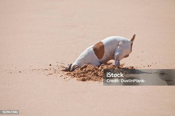 Where Did I Put It Stock Photo - Download Image Now - Dog, Digging, Sand