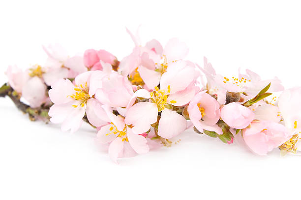 istock Branch of flowering almonds. 152947748