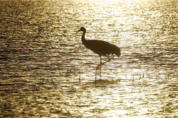 Sandhill Crane Standing in Water stock photo