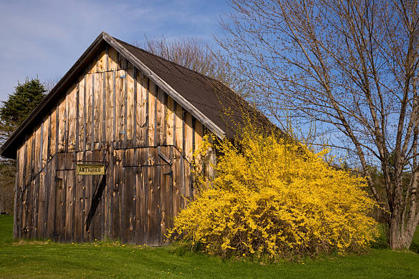 Antique barn next to a forsythia bush