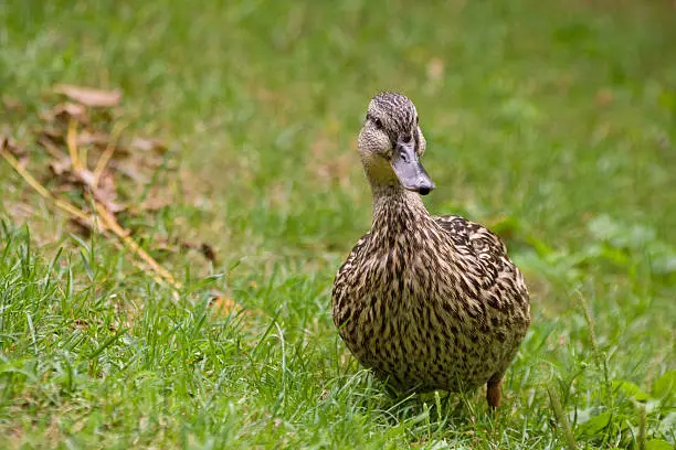 Photo of Duck on the grass