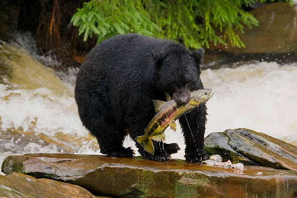istock Black Bear, Alaska, Ketchikan 152948193